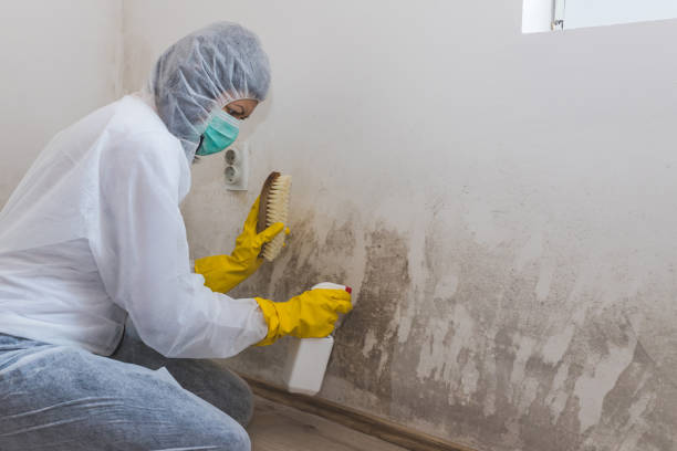 Best Mold Removal Process  in Oceanside, CA