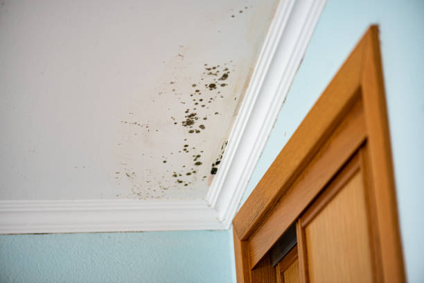 Professional Mold Removal in Oceanside, CA