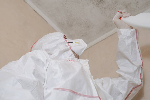 Office Mold Removal Services in Oceanside, CA
