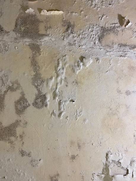 Best Fast Mold Removal  in Oceanside, CA