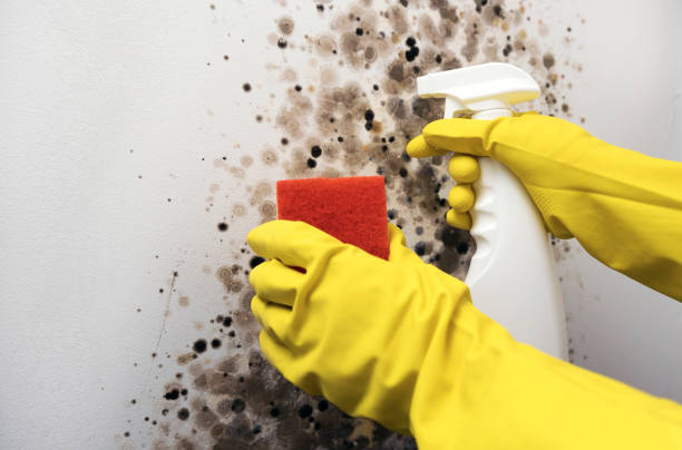 Best Commercial Mold Removal  in Oceanside, CA