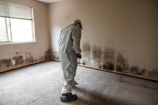 Best Black Mold Removal  in Oceanside, CA