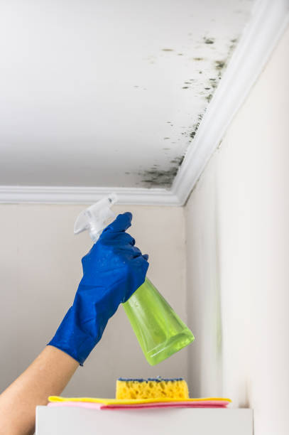 Mold Removal and Inspection in Oceanside, CA